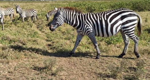 Lake Mburo National Park