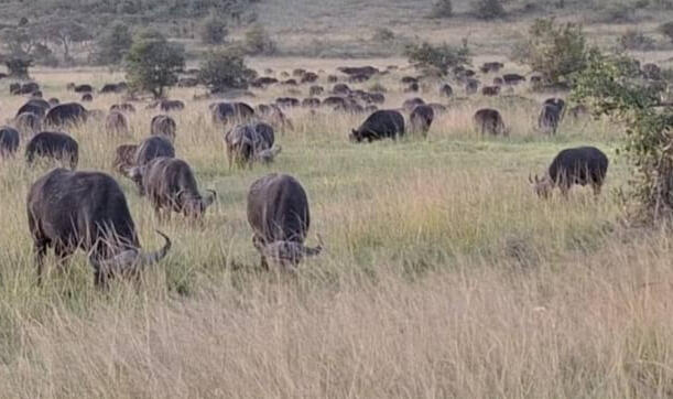 Murchison Falls National Park