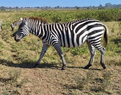 Lake Mburo National Park