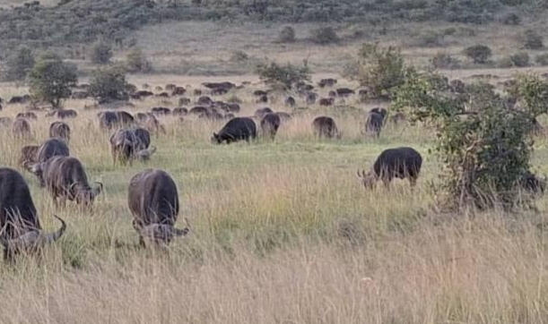 Murchison Falls National Park