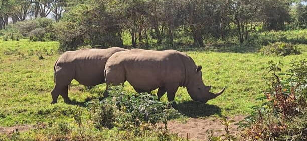 Ziwa Rhino Sanctuary