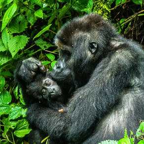 Gorilla and baby Gorilla and baby